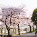 大阪市城東区を流れる城北川の桜