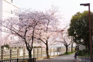 大阪市城東区を流れる城北川の桜